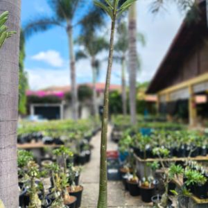 2107 8 Anaconda Semente