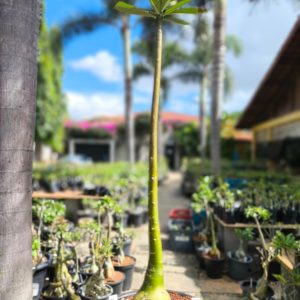 2107 7 Anaconda Semente