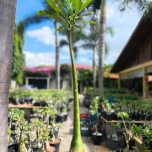 2107 6 Anaconda Semente