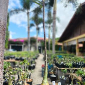 2107 4 Anaconda Semente