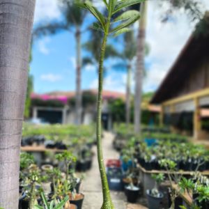 2107 3 Anaconda Semente