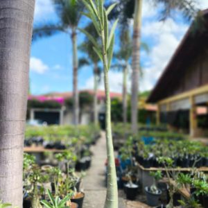 2107 2 Anaconda Semente