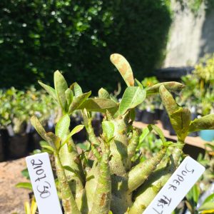 2107 30 Arabicum Super Fast F2 12 meses