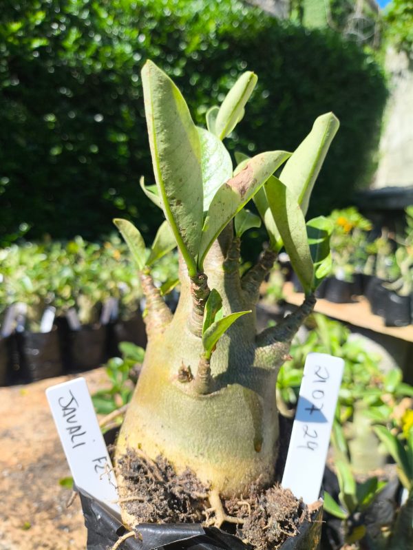 2107 24 Arabicum Javali F2 12 meses