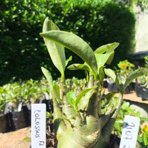 2107 28 Arabicum Colossus F2 12 meses
