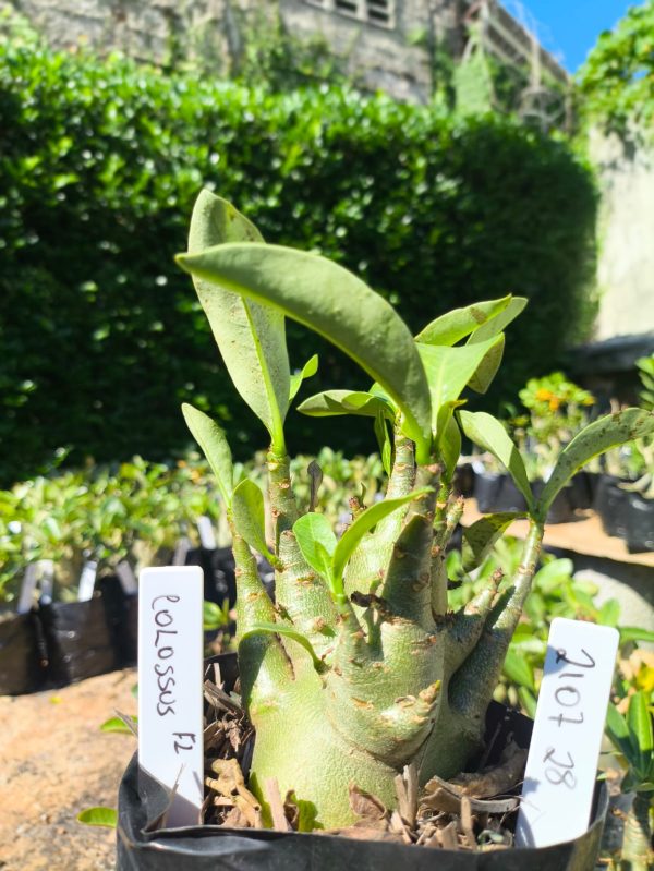 2107 28 Arabicum Colossus F2 12 meses