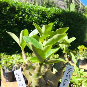 2107 27 Arabicum Mastodonte F2 12 meses