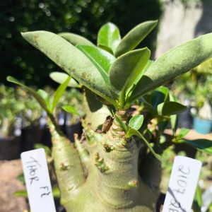 2107 26 Arabicum Thor F2 12 meses