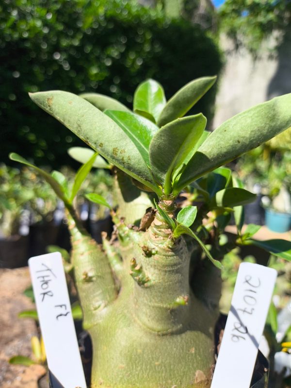 2107 26 Arabicum Thor F2 12 meses