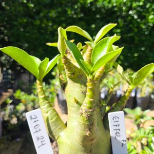2107 24 Arabicum Eifeel F2 12 meses