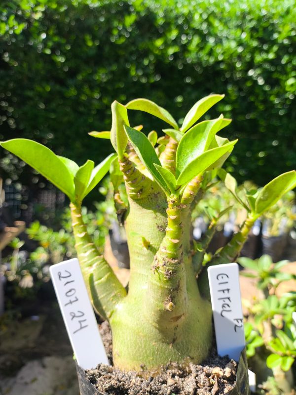 2107 24 Arabicum Eifeel F2 12 meses