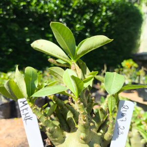 2107 23 Arabicum MkmK F2 12 meses