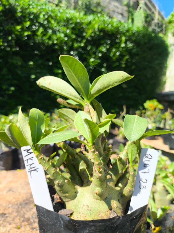 2107 23 Arabicum MkmK F2 12 meses