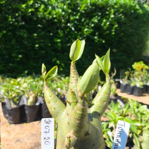 2107 20 Arabicum TomaHawk F2 12 meses
