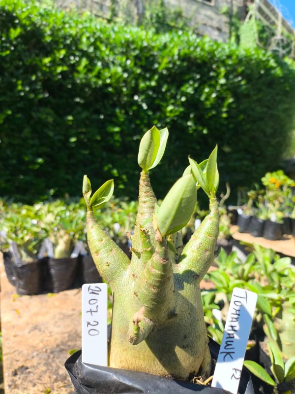 2107 20 Arabicum TomaHawk F2 12 meses
