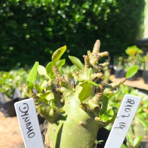 2107 19 Arabicum Dynamo F2 12 meses