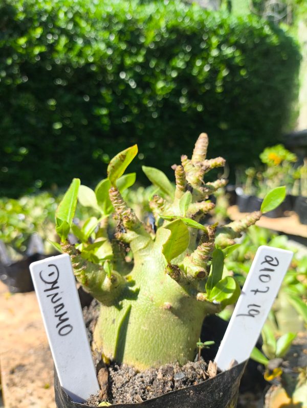 2107 19 Arabicum Dynamo F2 12 meses