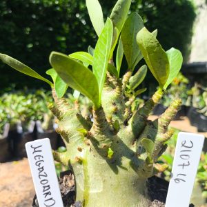 2107 16 Arabicum Megazorde F2 12 meses