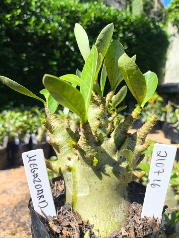 2107 16 Arabicum Megazorde F2 12 meses