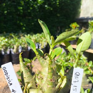 2107 15 Arabicum Godzila F2 12 meses