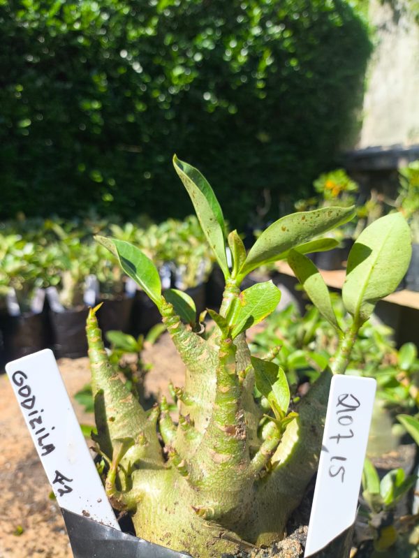 2107 15 Arabicum Godzila F2 12 meses