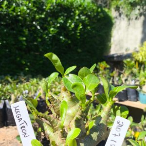 2107 12 Arabicum Megatron F2 12 meses