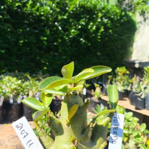 2107 11 Arabicum Torpedo F2 12 meses