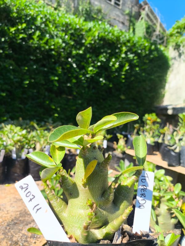 2107 11 Arabicum Torpedo F2 12 meses