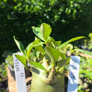 2107 09 Arabicum Tyson  F2 12 meses