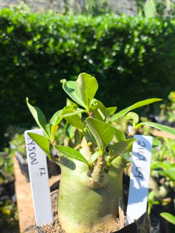 2107 09 Arabicum Tyson  F2 12 meses