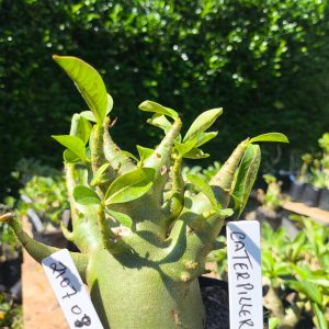 2107 08 Arabicum Catterpiler  F2 12 meses