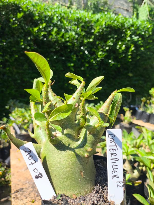 2107 08 Arabicum Catterpiler  F2 12 meses