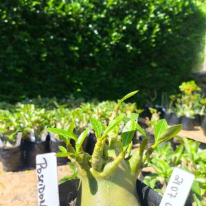 2107 06 Arabicum Poseidon  F2 12 meses