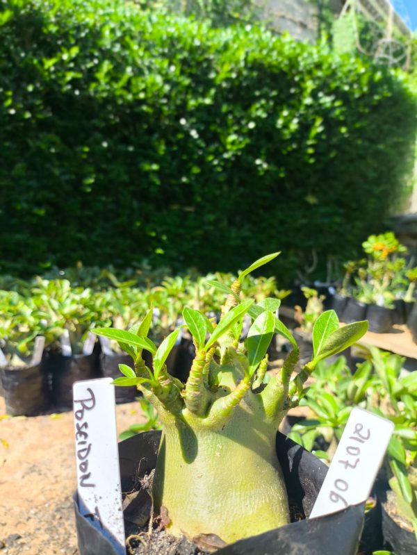 2107 06 Arabicum Poseidon  F2 12 meses