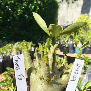 2107 04 Arabicum Tanos F2 12 meses