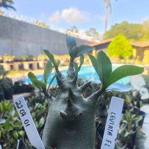 2207 01 Arabicum Leviatã F2 12 meses
