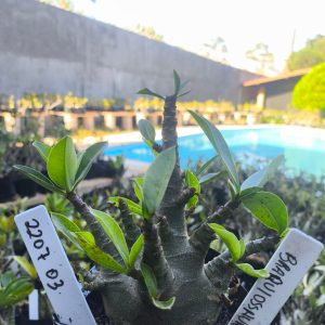 2207 03 Arabicum  Branquiosauro F2 12 meses