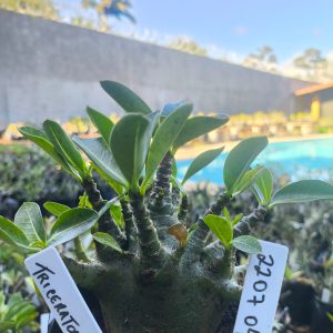 2207 04 Arabicum Tricerator F2 12 meses