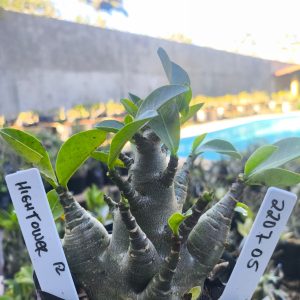 2207 05 Arabicum High Tower F2 12 meses