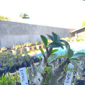 2207 06 Arabicum Eiffel F2 12 meses