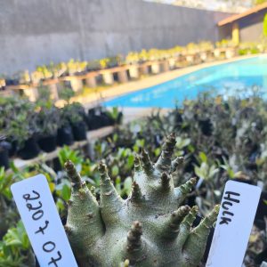 2207 07 Arabicum Hulk 12 meses