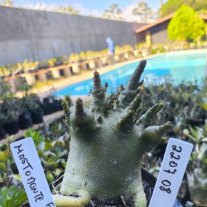 2207 08 Arabicum Mastodonte F2 12 meses