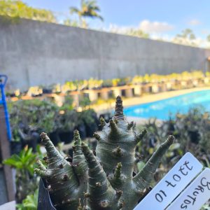 2207 10 Arabicum Brutus F2 12 meses