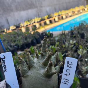 2207 14 Arabicum Bardok F2 12 meses