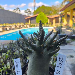 2207 16 Arabicum Groelândia F2 12 meses