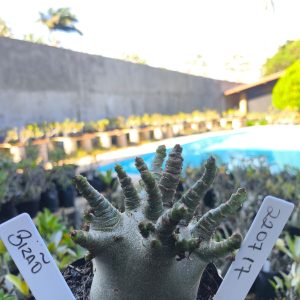 2207 17 Arabicum Bizão F2 12 meses