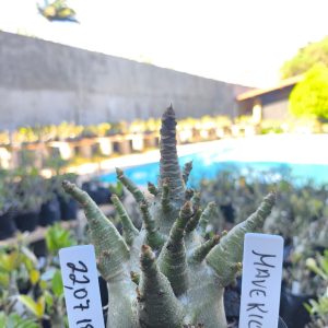 2207 18 Arabicum Maverick F2 12 meses