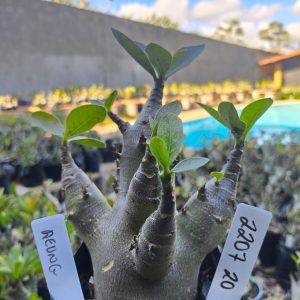 2207 20 Arabicum Aeung F2 12 meses