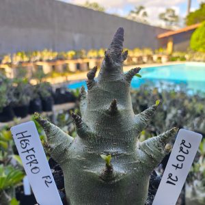 2207 21 Arabicum Hesfero F2 12 meses