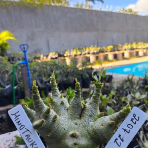 2207 22 Arabicum Minotauro F2 12 meses